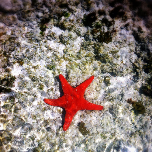 starfish instagram