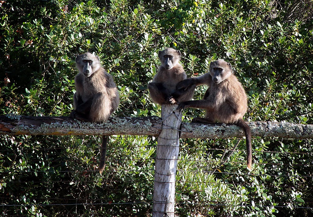 baboons small