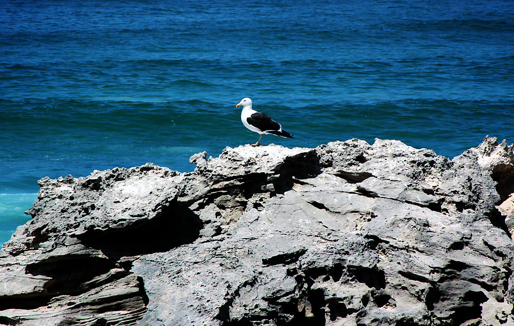 gull