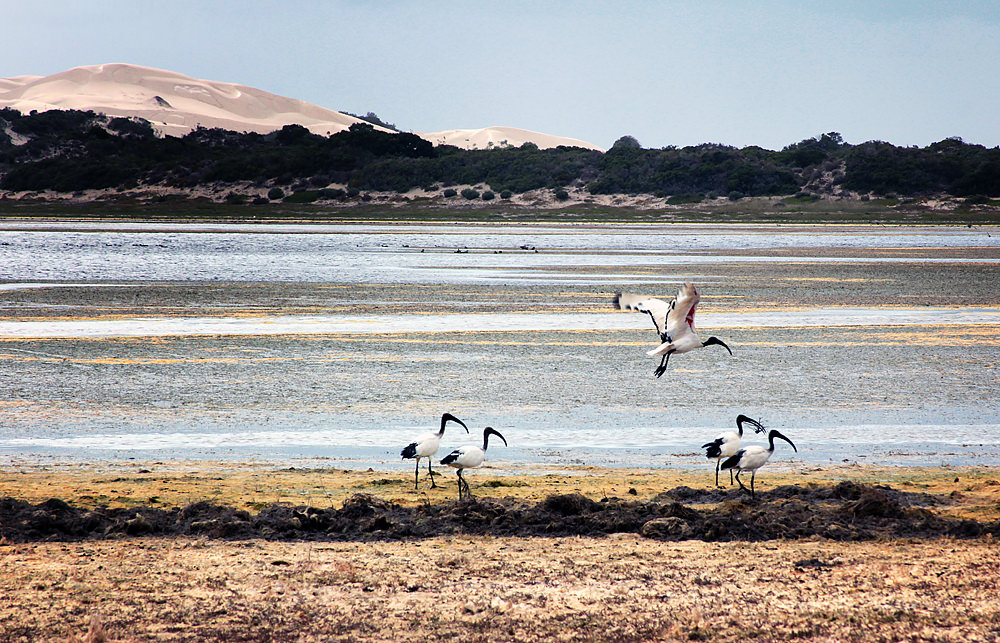 ibis