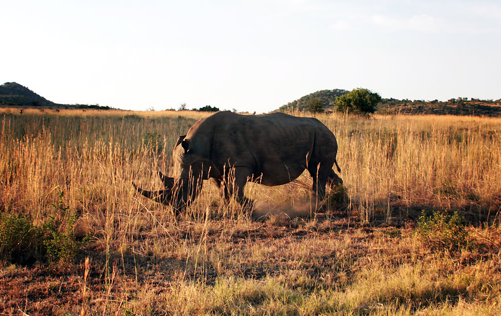 rhino01