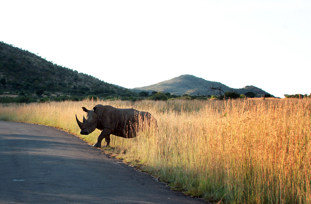 rhino02