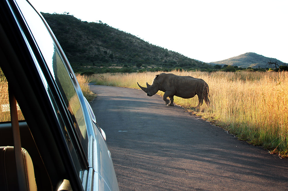 rhino03