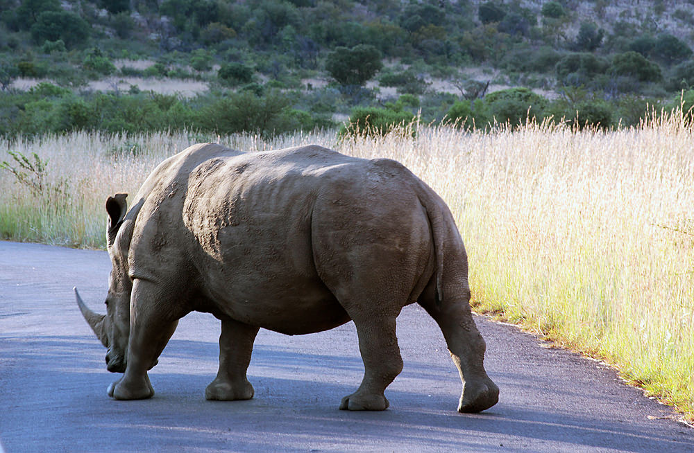 rhino05