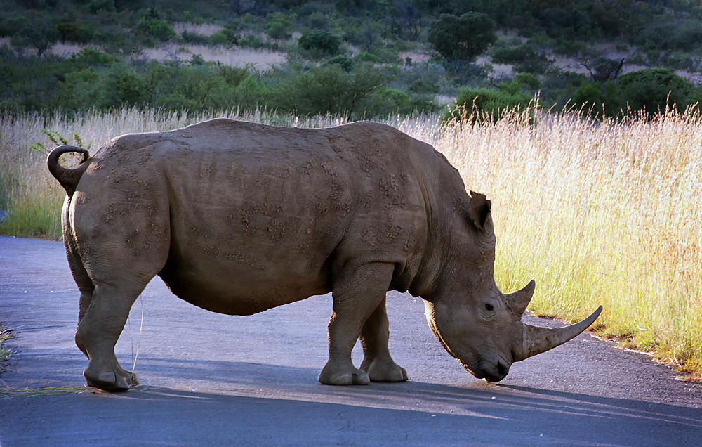 rhino06