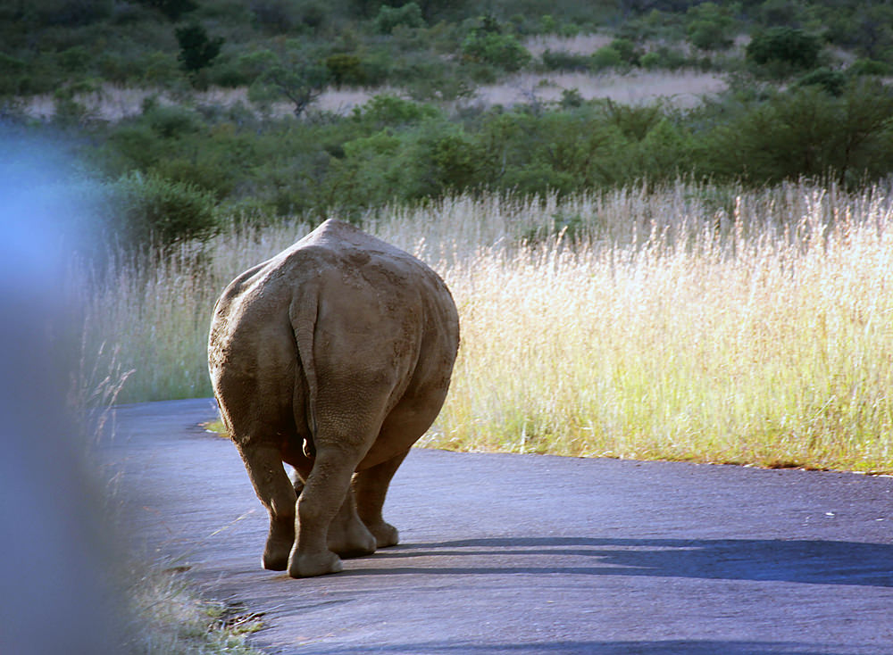 rhino08