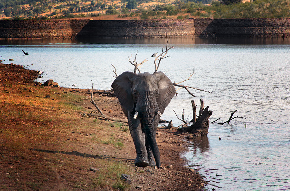 elephant walking