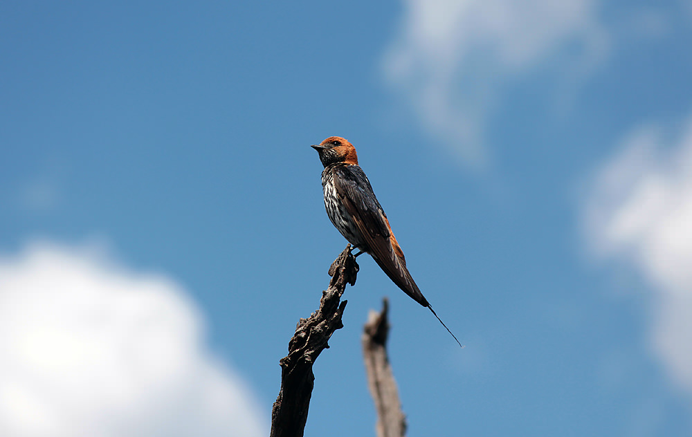 pretty bird