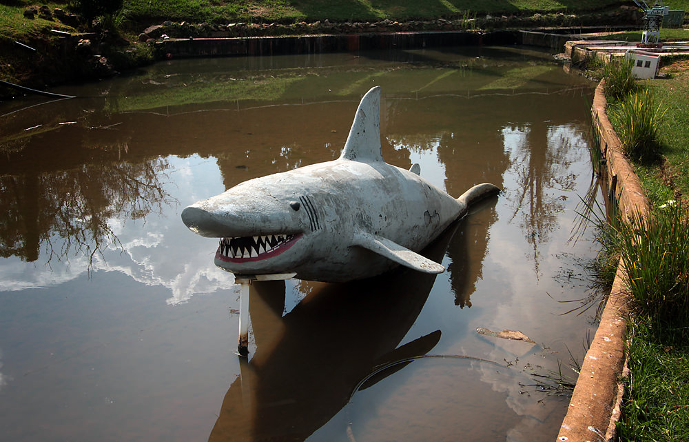Jaws