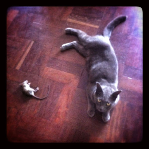cat and mouse
