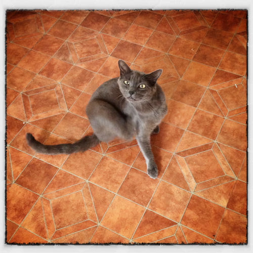 cat on floor