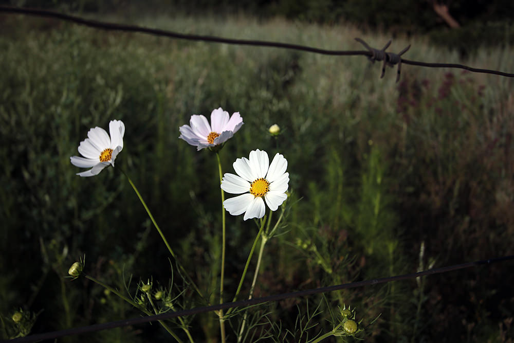cosmos