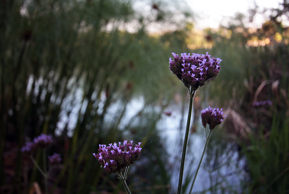 purple flowers