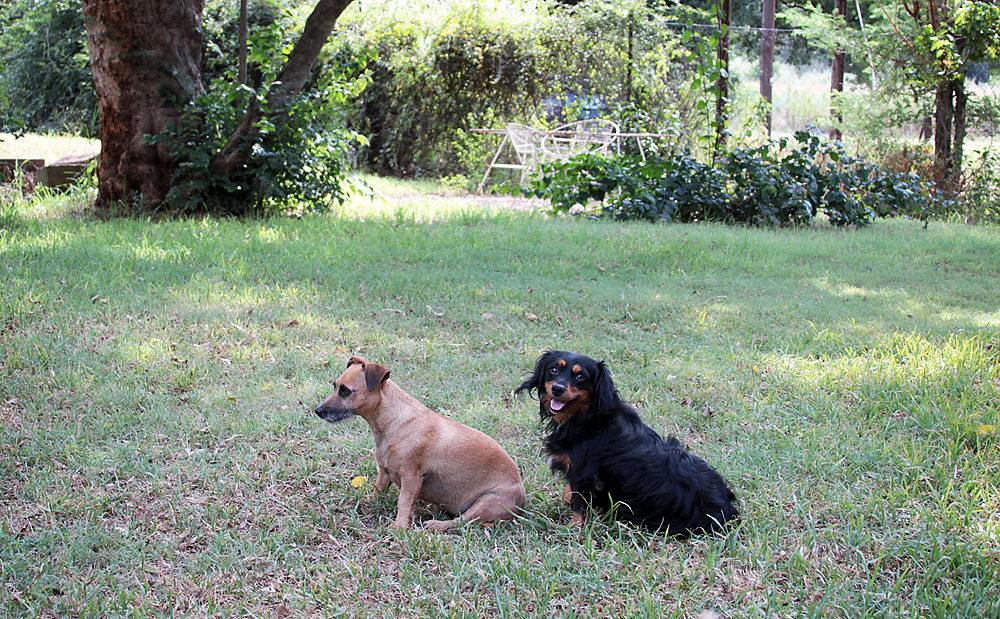 2 dogs