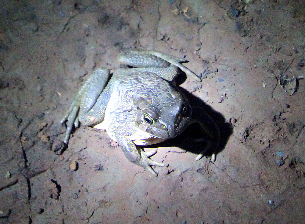 toad by Heather