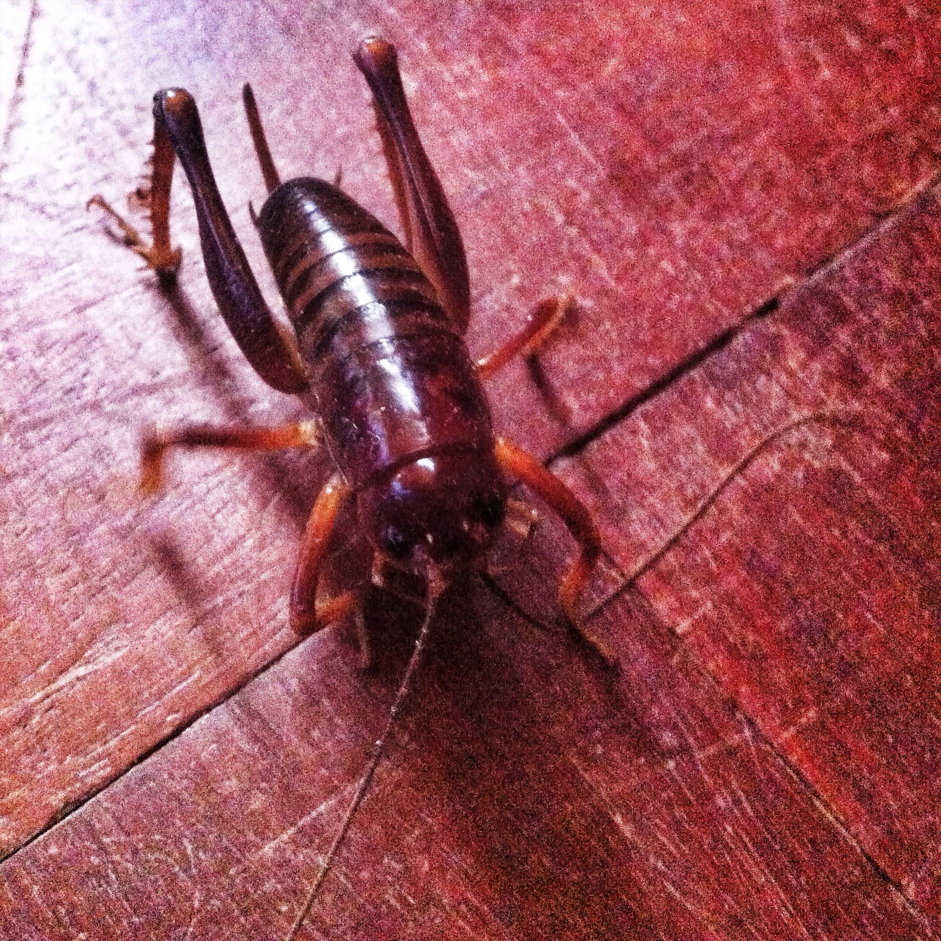prawn