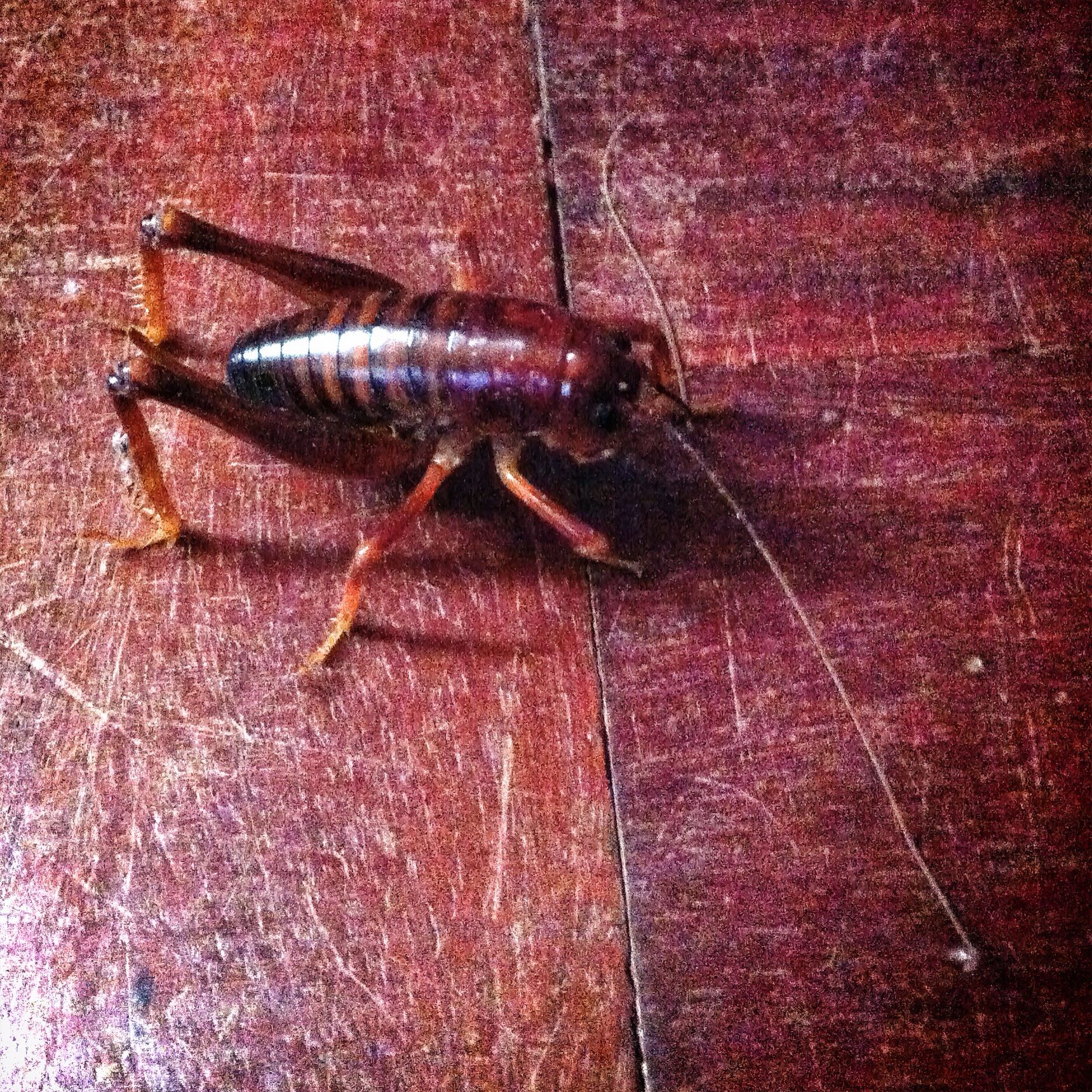 Prawn2