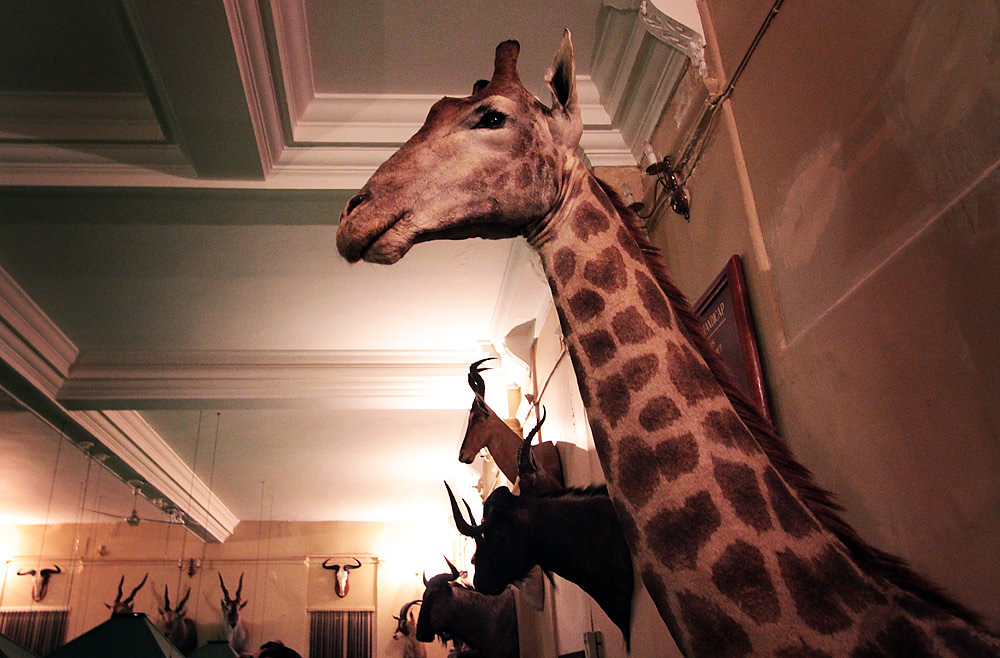 giraffe