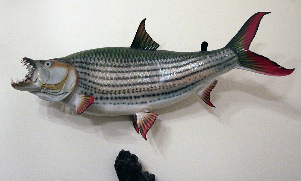 stuffed fish 2