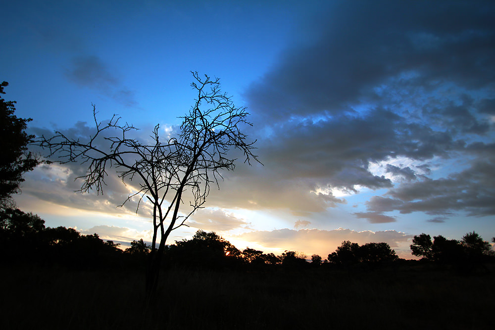 sunset tree