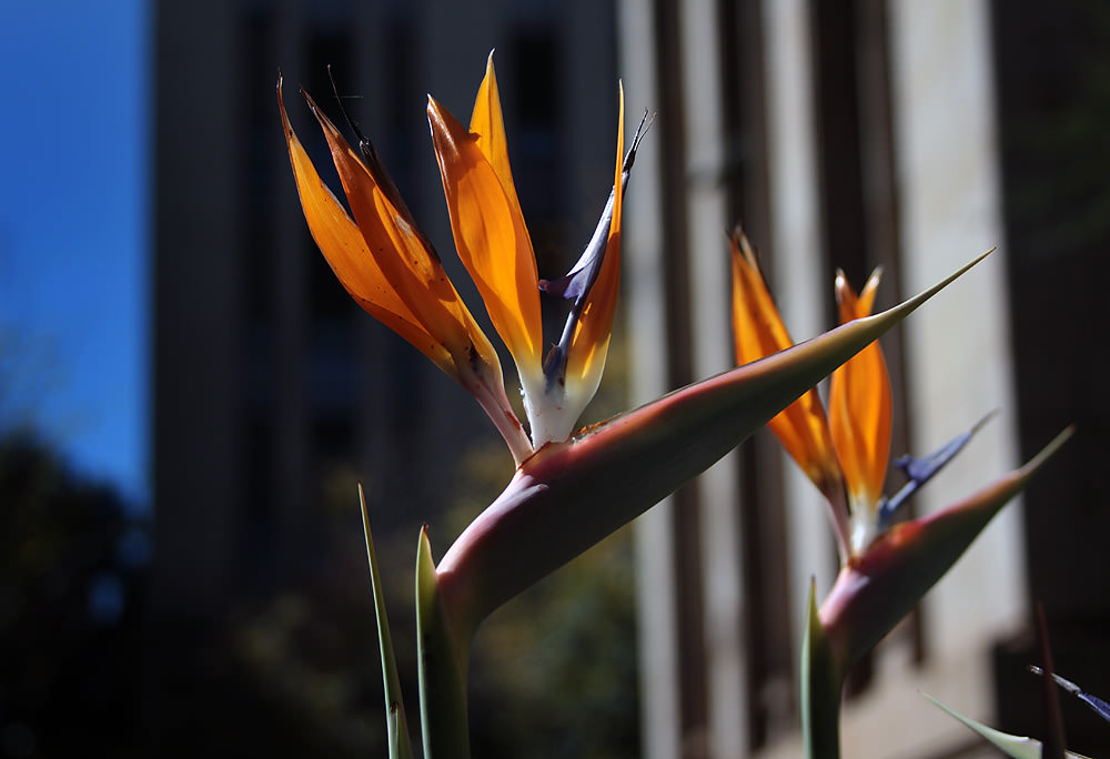 birds of paradise