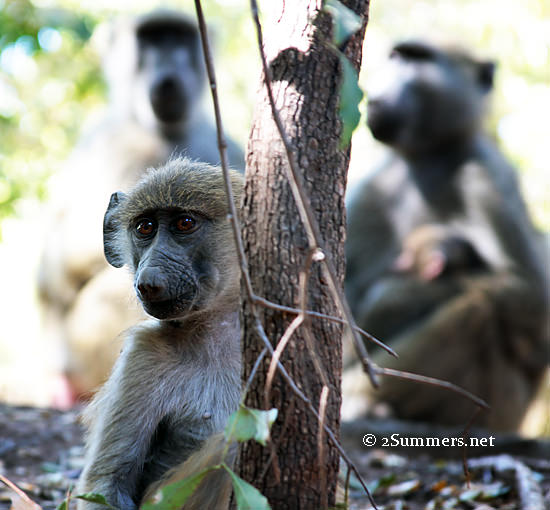 baboon baby