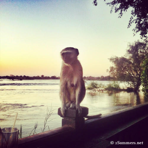 monkey