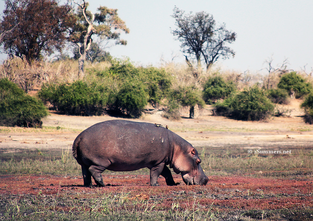 Big hippo