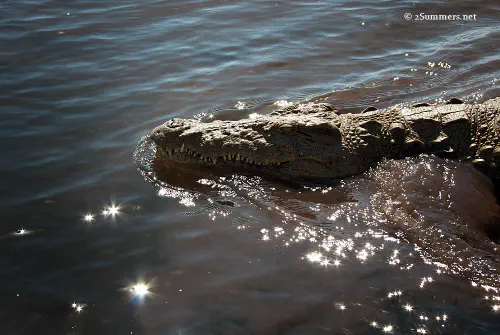 Crocodile in water