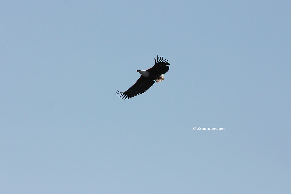 Eagle