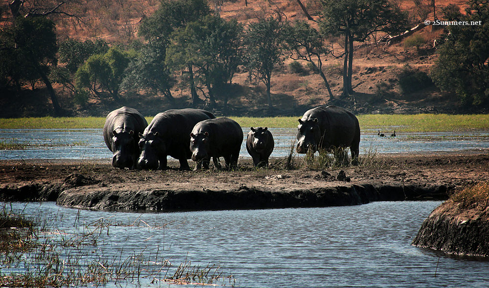 Hippo family