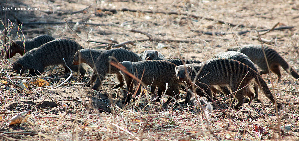 mongeese