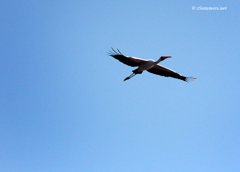 stork