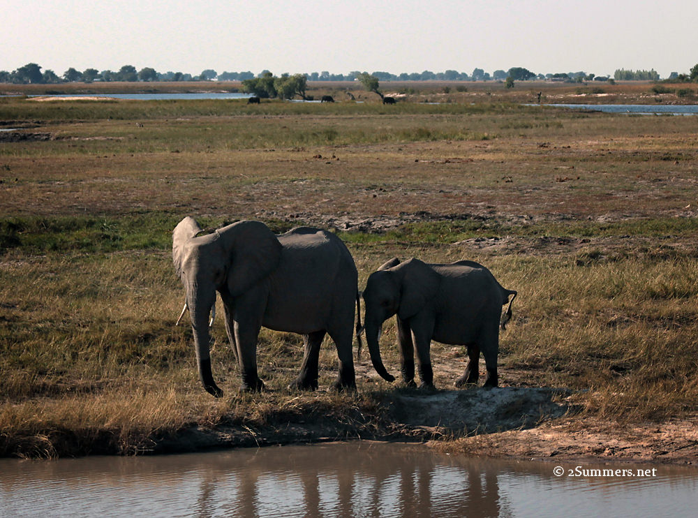 Two elephants