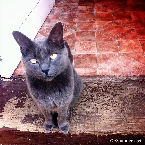 angry cat