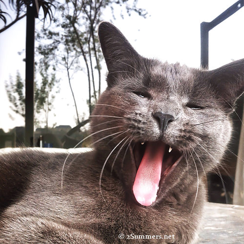 cat tongue