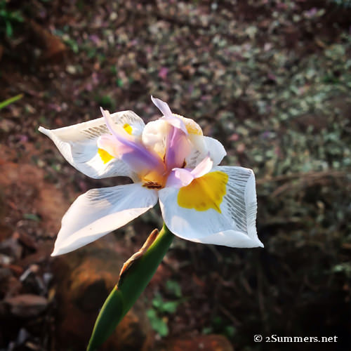 flower2