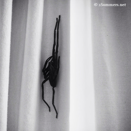 Spider b&w