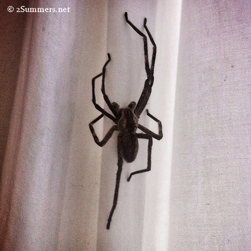 Spider