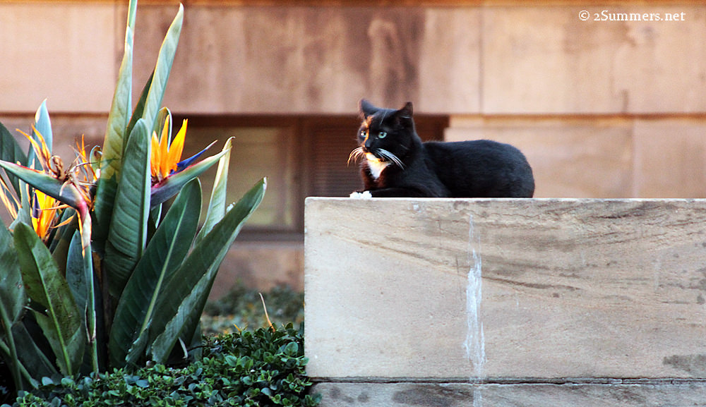 Black and white cat