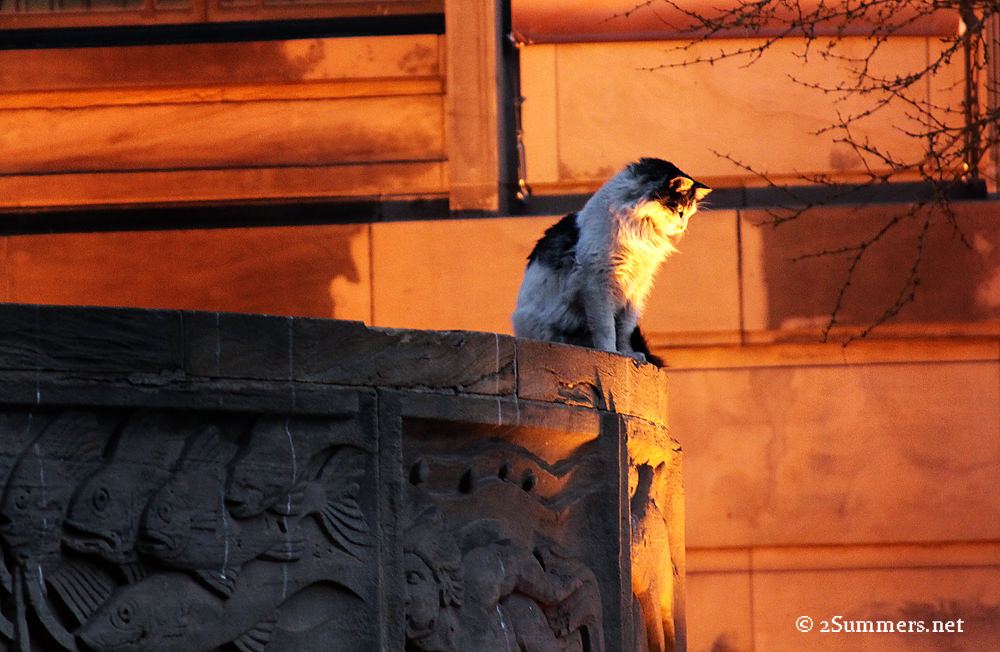 Cat looking down