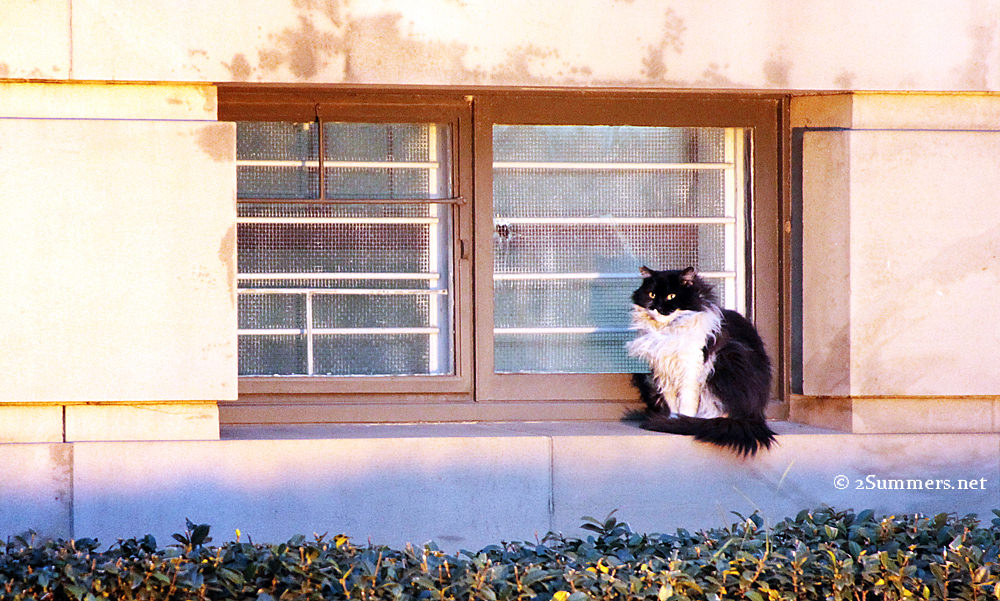 Masked cat