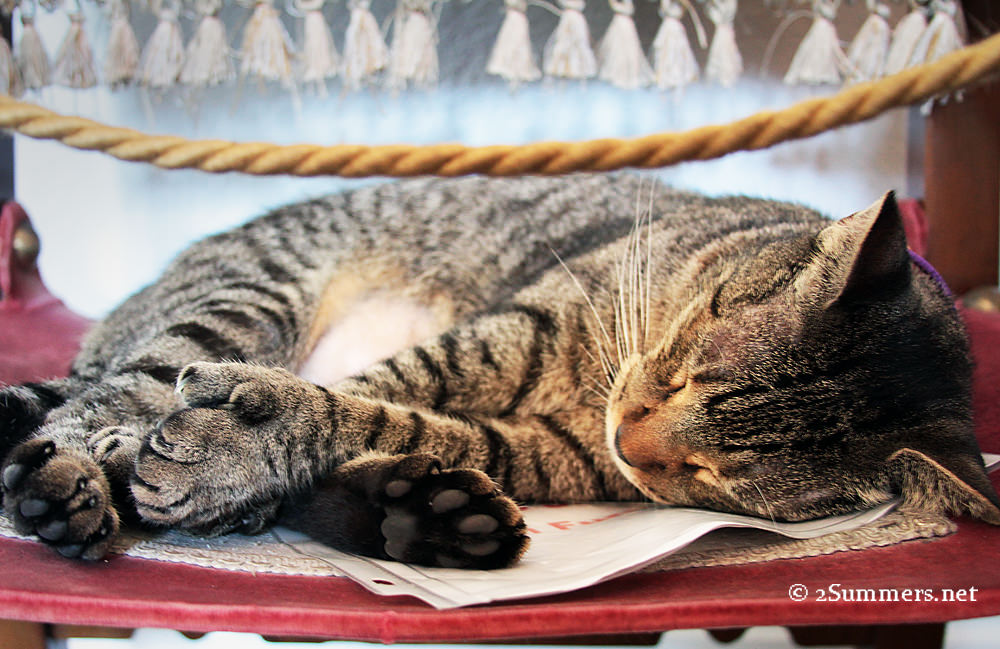 Cat on chair