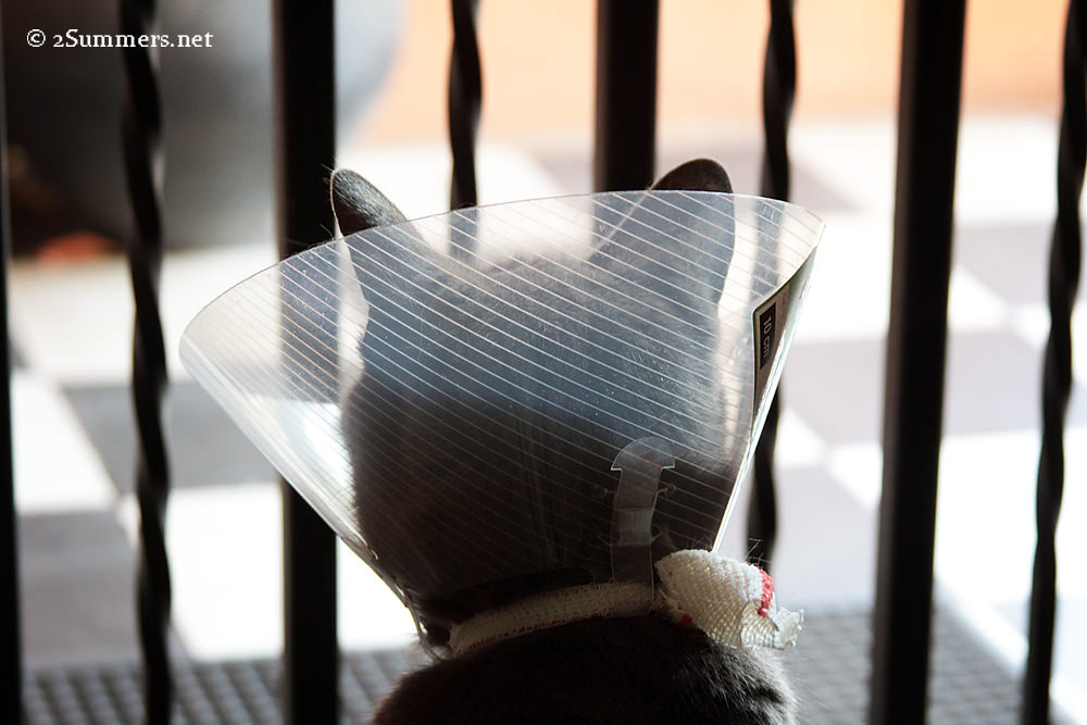 Cat at bars