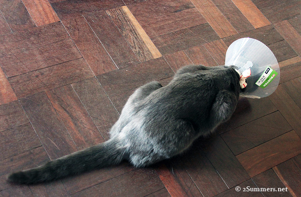 Unhappy cat