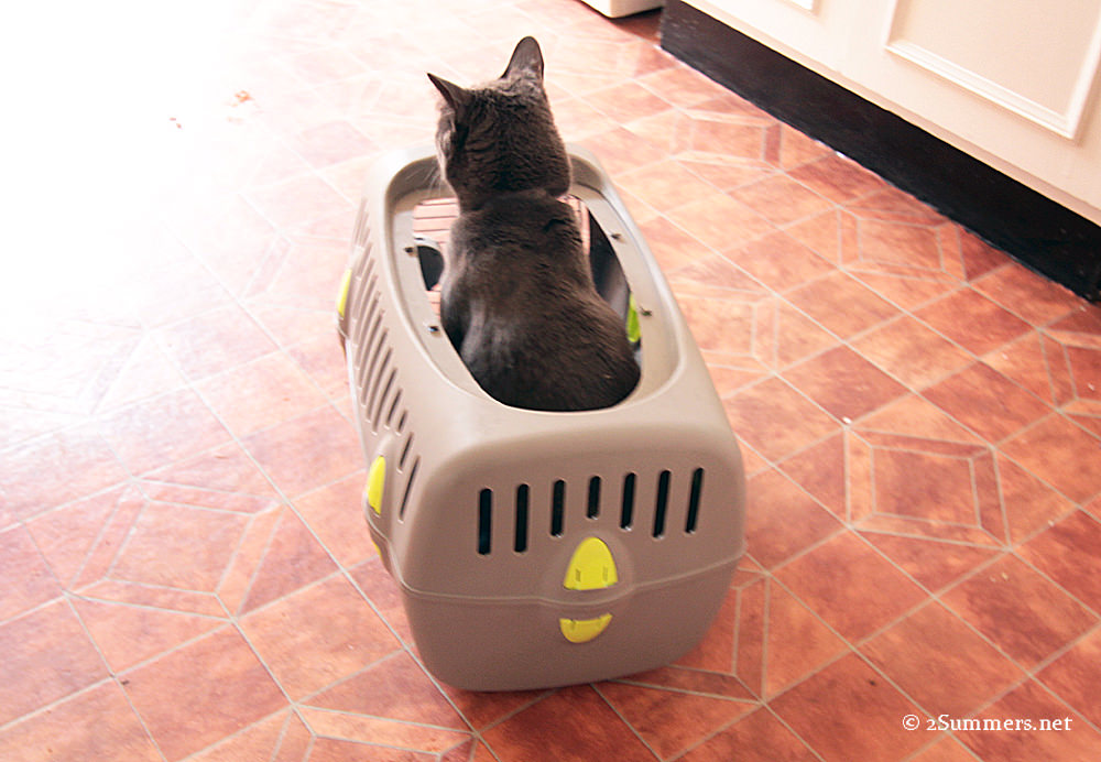 Cat emerges