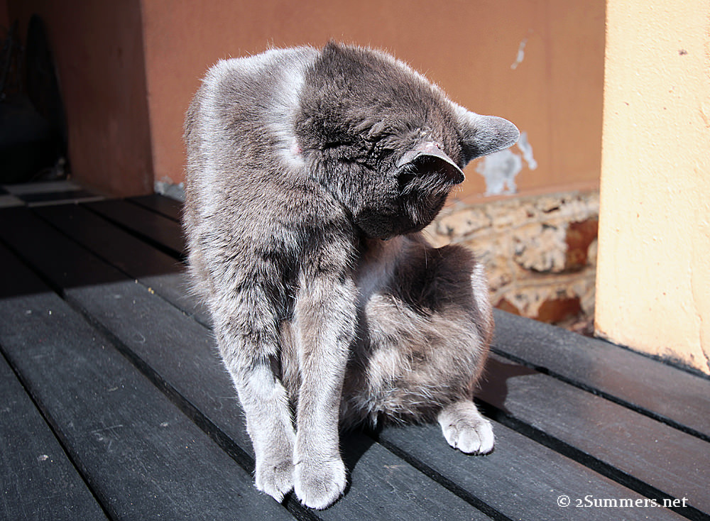 Cat grooming