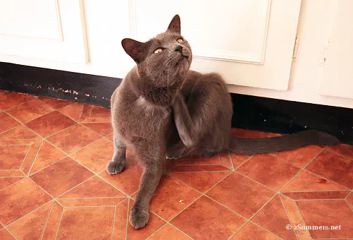 Smokey scratching