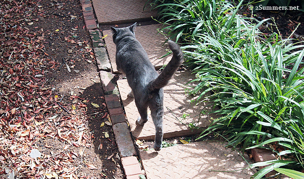 Cat walking