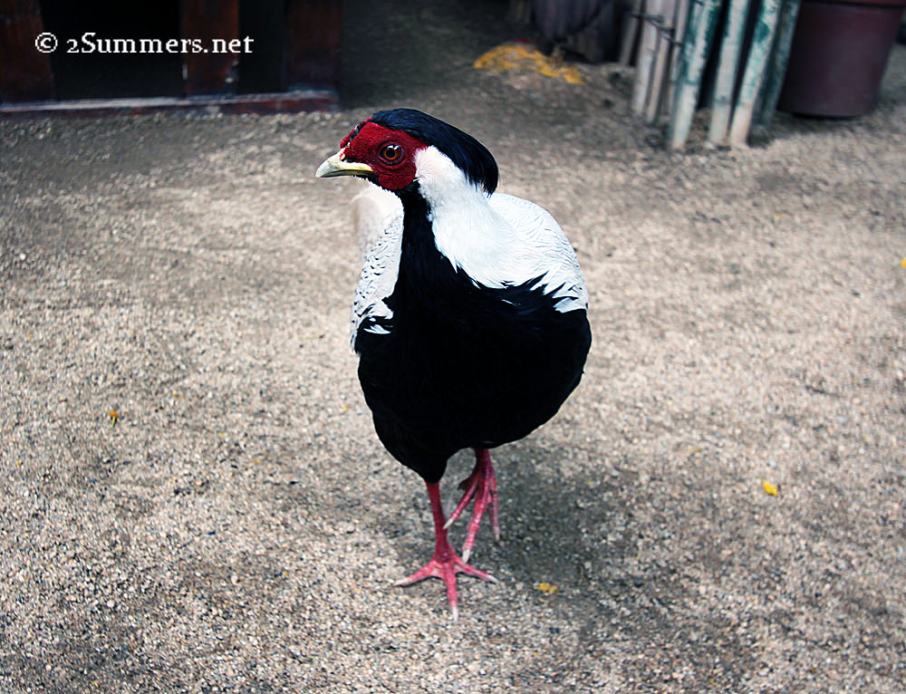 Evil bird